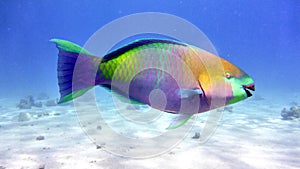 Parrot fish in Red sea