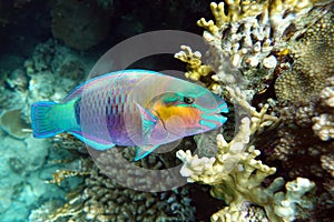 Parrot fish Scarus frenatus in Red sea - eatin coral,close up