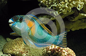 PARROT FISH scarus sordidus