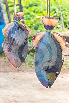 Parrot fish sold on the road