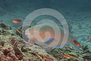 Parrot fish underwater