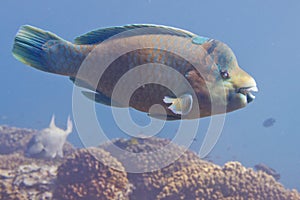 Parrot fish underwater