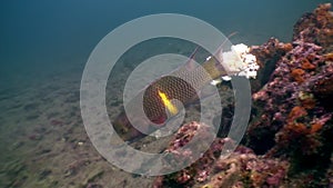 Parrot fish undwater in ocean on Galapagos.