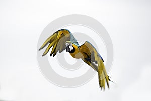 Parrot in flight