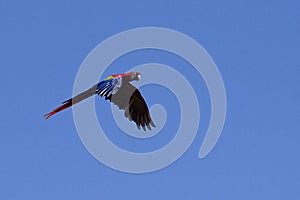 Parrot in flight