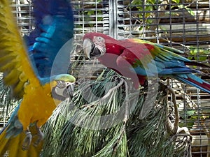 Parrot during the flight from the branch