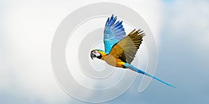 Parrot In Flight On Cloudy Sky