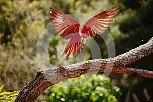 Parrot in flight at Currumbin Wildlife Park photo