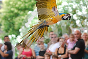 Parrot in flight, exotic bird