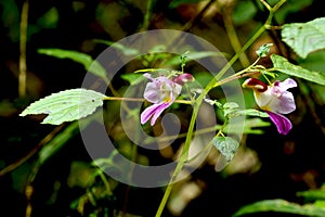 Parrot Flower