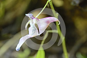 Parrot flower