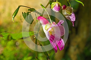 Parrot flower at Doi Luang Chiang Dao mountain