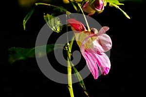 Parrot flower at Doi Luang Chiang Dao mountain