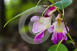 Parrot flower at Doi Luang Chiang Dao mountain