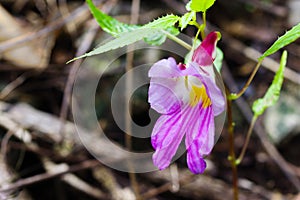 Parrot flower at Doi Luang Chiang Dao mountain