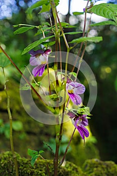 Parrot flower at Doi Luang Chiang Dao mountain