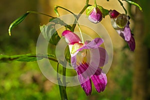 Parrot flower at Doi Luang Chiang Dao mountain