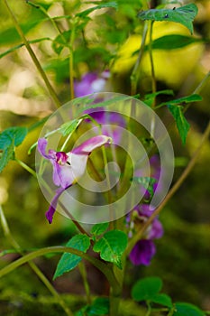 Parrot flower at Doi Luang Chiang Dao mountain