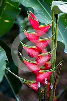 Parrot Flower -Heliconia