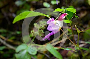 Parrot flower , Impatiens psittacina , parrot balsam