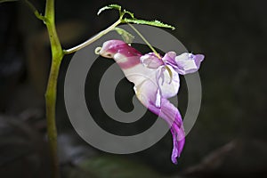 Parrot flower or Impatiens psittacina