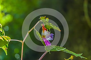 Parrot flowers or Impatiens psittacina
