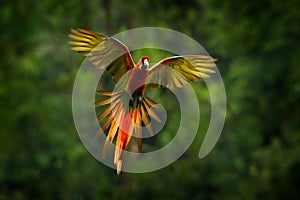 Parrot flying in dark green vegetation. Macaw rare form Ara macao x Ara ambigua, in tropical forest, Costa Rica. Red hybrid fly