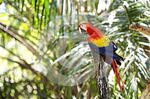 Parrot in the forest