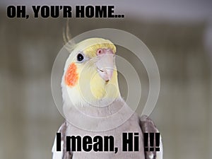 Parrot funny Quote Cockatiel Portrait, Cute memes, your home, I mean hi. props