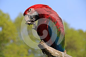 Parrot in Gran Canaria show