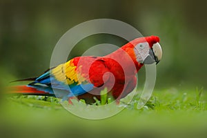Parrot in grass. Wildlife in Costa Rica. Parrot Scarlet Macaw, Ara macao, in green tropical forest, Costa Rica, Wildlife scene fro