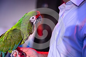 Parrot great-green macaw on a man's hand. A beautiful bird in captivity in a conference in Bulgaria.