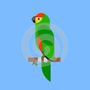 Parrot green bird breed species animal nature tropical parakeets education colorful pet vector illustration