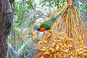 Parrot with green body and blue head eating fruits