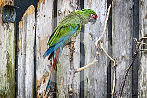 Parrot in green color looking sad