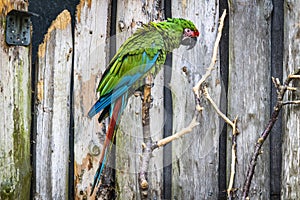 Parrot in green color looking sad photo