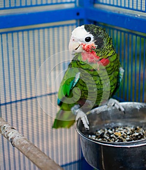 Parrot