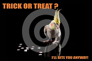 Parrot Halloween funny meme,Trick or Treat, I will bite you. Cockatiel eating candy. cool memes and quotes