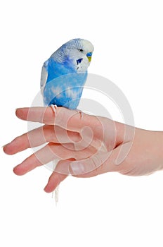 Parrot on hand