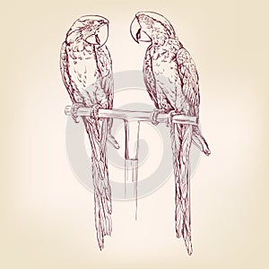 Parrot hand drawn vector llustration sketch