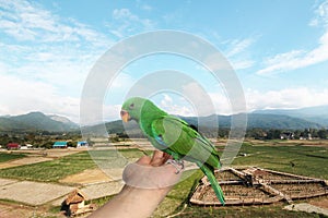 Parrot on hand ,View fields and sky.