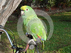 Parrot on a handlebar in San Isidro, Lima
