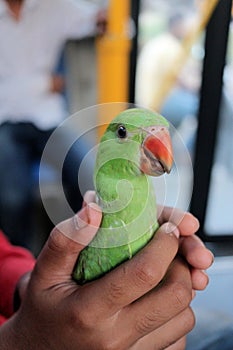 Parrot holding by hand