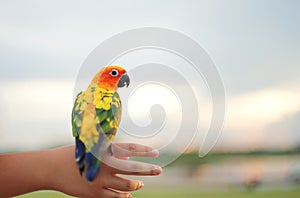 Parrot holding on little child hand : Closeup