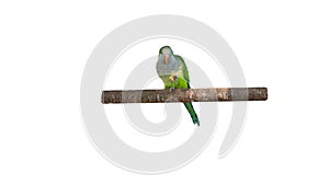 The parrot holds food in its paw is isolated on a white background, the parrot eats, the bird is green, the exotic parrot is again