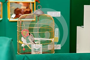 Parrot in the home cage