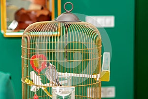 Parrot in home cage.