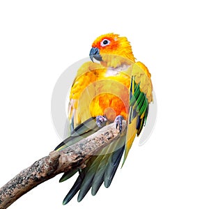 Parrot, isolated on white