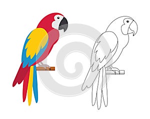 Parrot isolated on white background. Colorful and black and white parrot for coloring book.