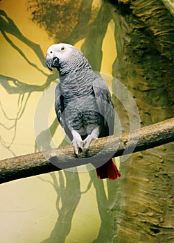 Parrot Jacko